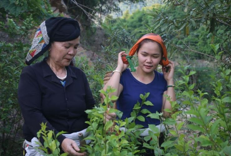 Gặp “vua biệt dược” chữa bệnh ung thư ở miền Tây Thanh Hóa: “Biệt dược” chữa ung thư phổi
